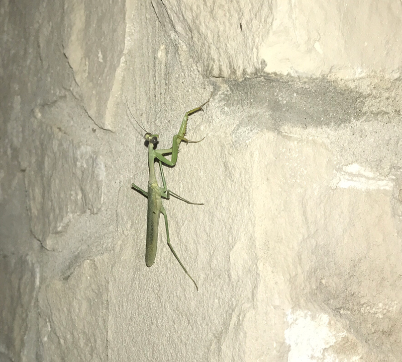 Illustration for article titled A Scorpion, Gecko, and Praying Mantis Are Having A Turf War On The Side Of My House